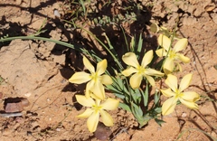 Moraea nana