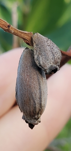 Combretaceae image