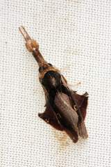 Desmoloma signata