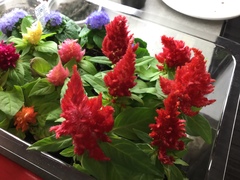 Celosia argentea plumosa