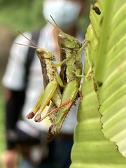 Pseudoxya
