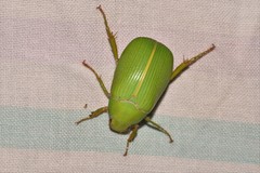 Xylonichus eucalypti