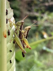 Pseudoxya