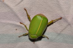 Xylonichus eucalypti