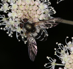 Leucozona laternaria