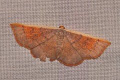 Picromorpha pyrrhopa