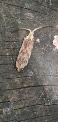 Tenomerga leucophaea
