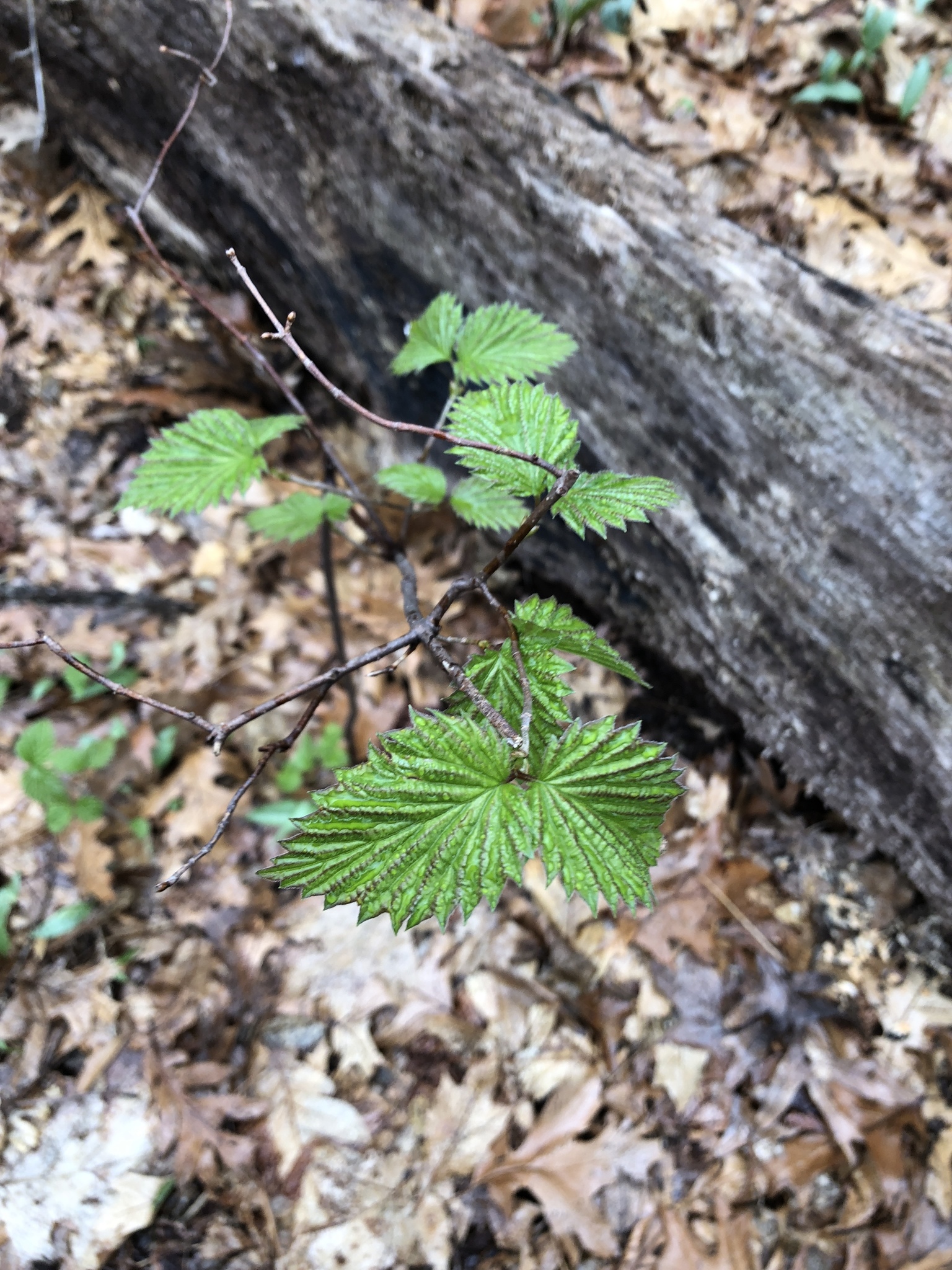 Viburnum dentatum var. dentatum
