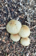 Agrocybe rivulosa