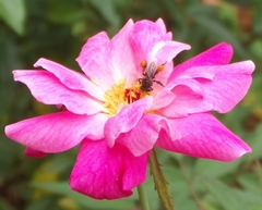 Frieseomelitta paupera