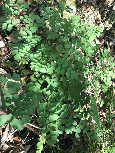 Adiantum tenerum