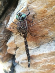 Pinheyschna subpupillata