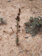 Hyssopus officinalis