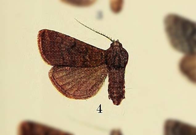 Actebia brevirami