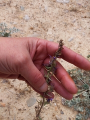 Hyssopus officinalis