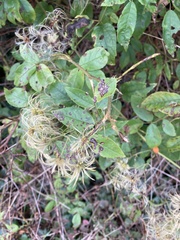 Clematis vitalba