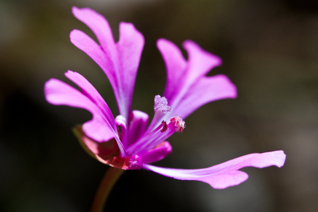 Clarkia concinna ssp. automixa