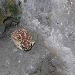 Duttaphrynus melanostictus