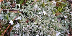 Cladonia turgida