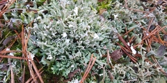 Cladonia turgida