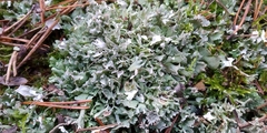 Cladonia turgida