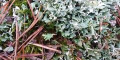 Cladonia turgida