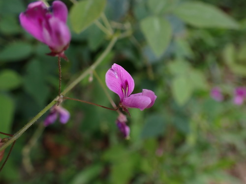 Desmodium sandwicense iNat (1)