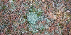 Cladonia turgida