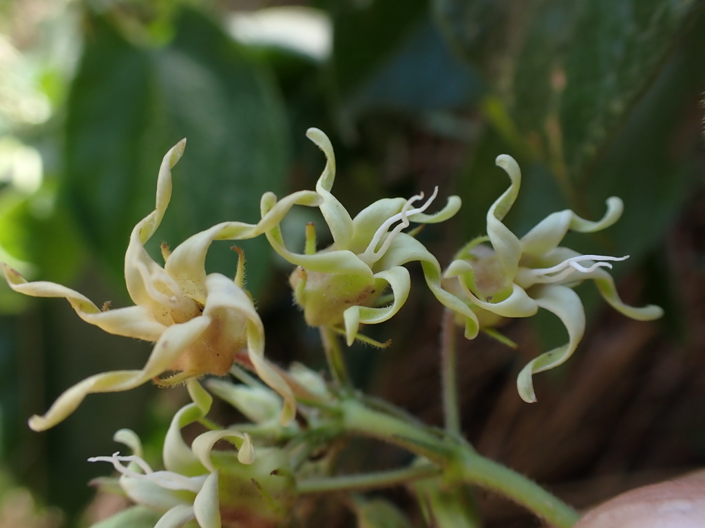 Oxypetalum dombeyanum