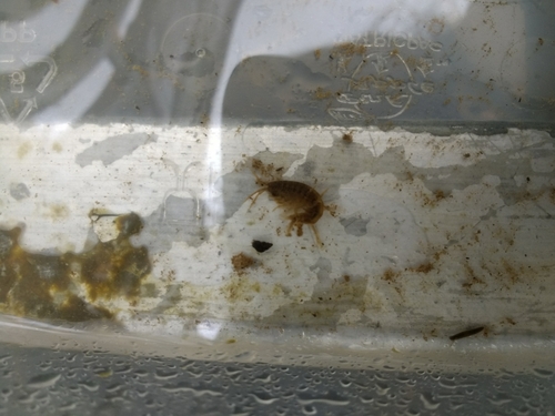 Gammarus pulex