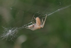 Larinia borealis