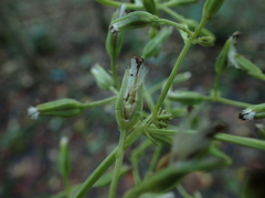 Arnoglossum reniforme