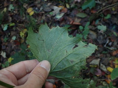 Arnoglossum reniforme