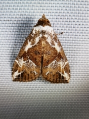Chorsia