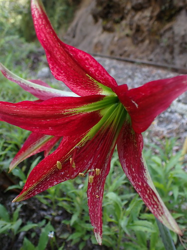 Hippeastrum machupijchense, photograph 4