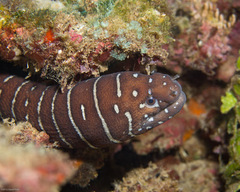 Zebra Moray photo 2