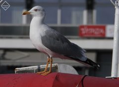 Larus michahellis