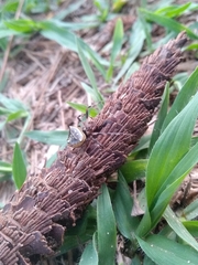 Verrucosa undecimvariolata