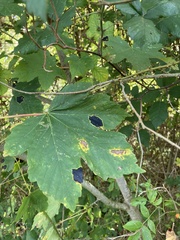 Acer pseudoplatanus