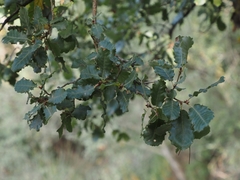 Quercus × cerrioides