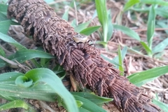 Verrucosa undecimvariolata