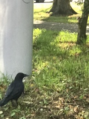 Corvus corone
