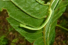 Chloroclysta siterata