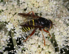 Spilomyia diophthalma