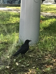 Corvus corone