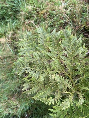 Culcita macrocarpa