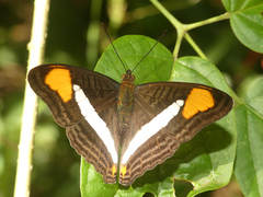 Adelpha falcipennis