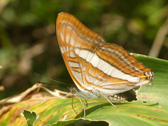 Adelpha falcipennis