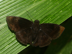 Aethilla echina coracina