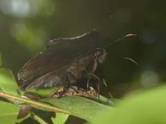 Aethilla echina coracina